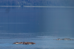 ALAS-Glac-Bay41-sea-lions2-1500