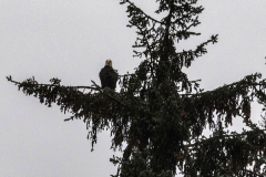 ALAS-Juneau-tour33-eagle1-2000