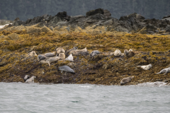 ALAS-Juneau-tour40-harborseals9-2000