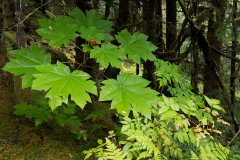 ALAS-Juneau-tour9-1500