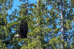 ALAS-Ketchikan42-eagle14-1200
