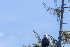 ALAS-Ketchikan86-eagle28-1500