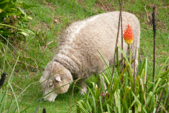 ANIIM-our-sheep2