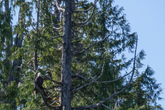 ANIM-Ketchikan37-eagle9-1200