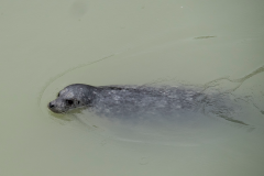 ANIM-Skagway51-seal-2000
