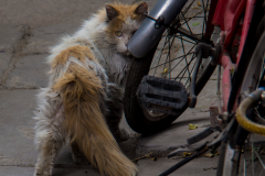 ANIM-hutong-shops10-cat-2000