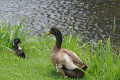 ANIM-mission-grounds3-ducks-2000