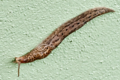 ANIM-slug-1000