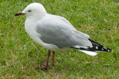 ANIM-whangaroa-bay6-1500