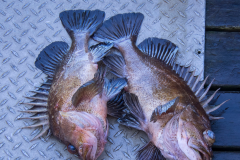 ANIM_Ketchikan26-rockfish-1500