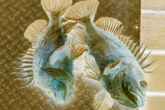 ART-Ketchikan26-rockfish-1500