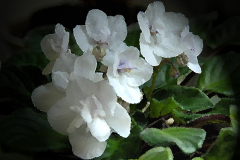 african-violet-1000