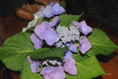 hydrangeas-oil-1000