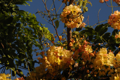 NAT-rainbow-shower-tree1-1500