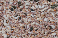 NZ-matauri-bay4-shells-2000