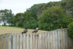 NZ-waiheke-island5-2000